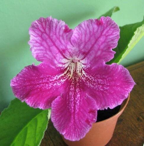 Streptocarpus "chamborol" — Květinářství Plantica