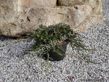 Juniperus horizontalis ‘Wiltonii’ – Jalovec polehlý