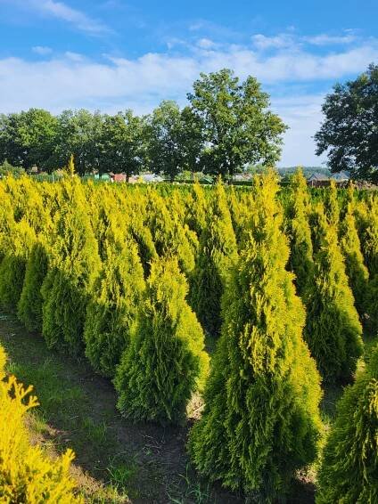 Thuja occ.Golden Smaragd 150-160 cm - Zahradnictví Munzar