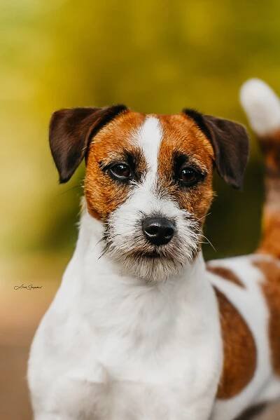 Des’ree od Hadího potoka – Jack Russell teriér od Hadího potoka