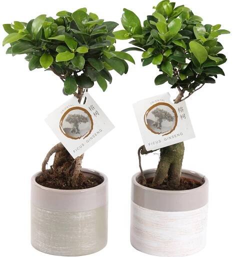 Fíkus "Ginseng" v kulaté keramické nádobě průměr květináče cca 14 cm nakoupit u OBI