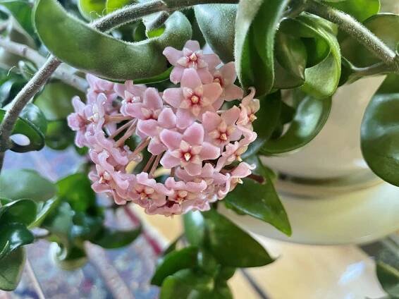 Hoya: Vosková krása