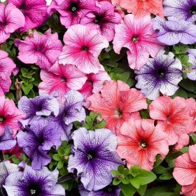 Petunia- rôzne farby