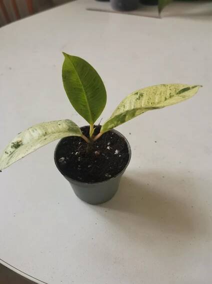 Ficus Shivereana baby