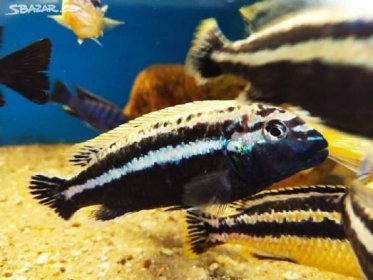 Tlamovci Malawi... Melanochromis auratus - Loděnice, Brno-venkov - Sbazar.cz
