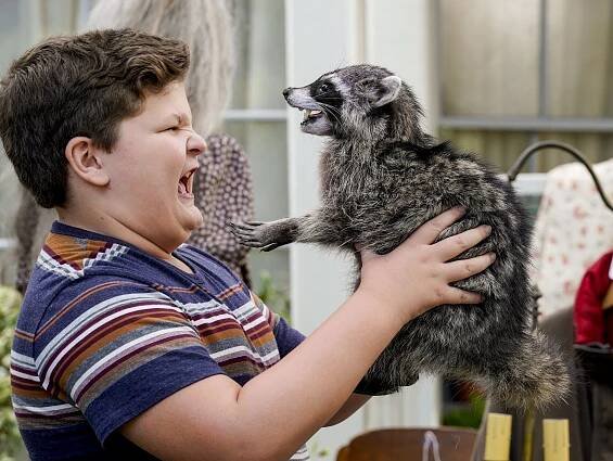 Malý Sheldon - Uhlíková metoda datování a vycpaný mýval - Z filmu - Wyatt McClure