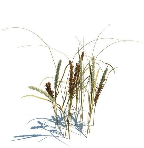 archmodels vol 126 grass 3d model https://p.turbosquid.com/ts-thumb/zs/uGmPRs/VKAzAOUl/023_melica_ciliata_v2/jpg/1367304599/1920x1080/fit_q87/3c7991ad3074fbc759deff0cfe31ca700cc0ce4f/023_melica_ciliata_v2.jpg