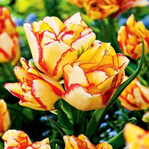 Tulipán Vícekvětý Aquilla 5 ks Tulipány Cibulky tulipánů Cibule