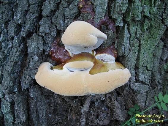 Lesklokorka pryskyřičná - Ganoderma resinaceum - Kudluv fotoatlas hub
