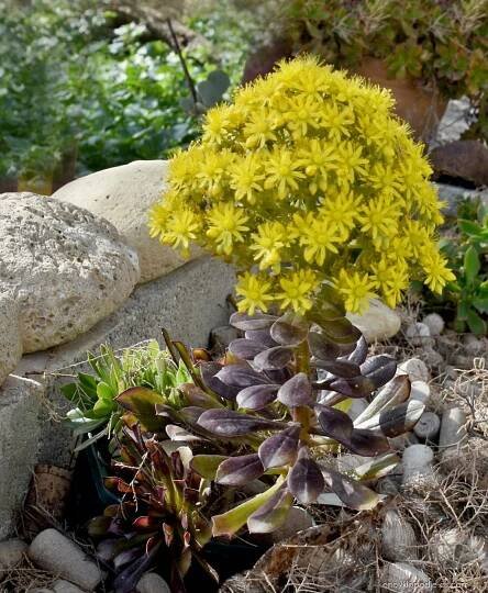 Eonium stromkovité (Aeonium arboreum)