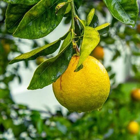 Why Are My Lemon Tree Leaves Yellowing? | Green Things Nursery Green Things Nursery