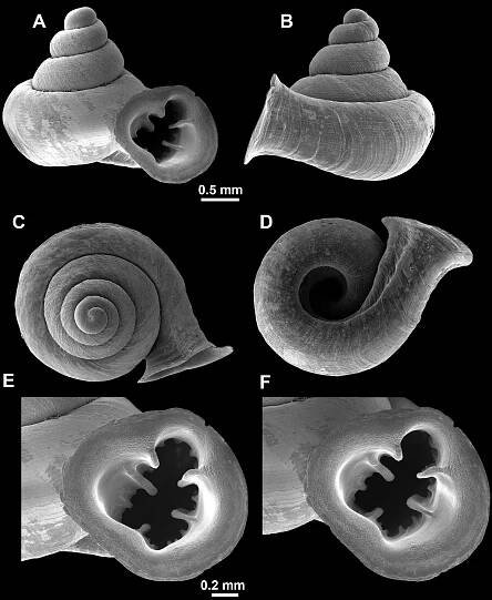 A new start? Revision of the genera Anauchen, Bensonella, Gyliotrachela and Hypselostoma (Gastropoda, Eupulmonata, Hypselostomatidae) of Southeast Asia with description of 46 new species