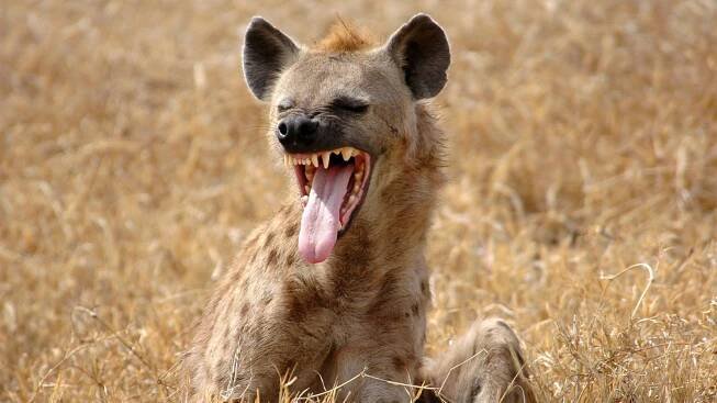 Candidate's Plan to Export Hyena Testicles Causes Pandemic Alarm Among Vets
