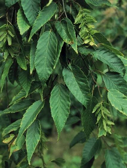 Carpinus viminea