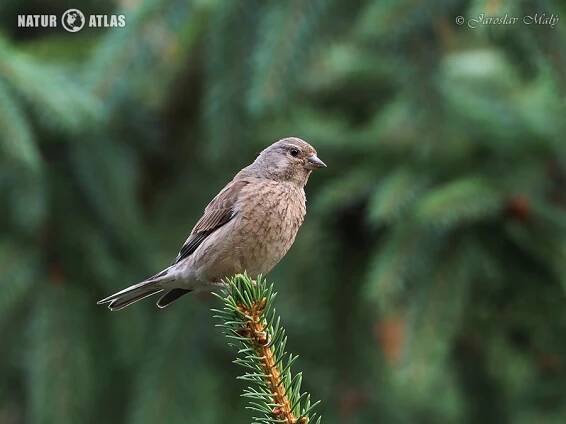 konopka obecná (Carduelis cannabina)