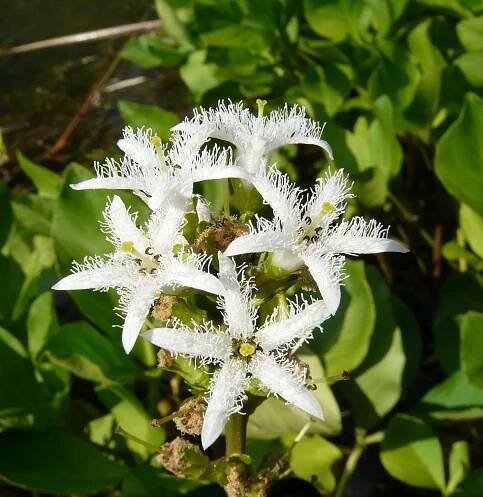 Menyanthes trifoliata L. - Portale della Flora d'Italia / Portal to the Flora of Italy