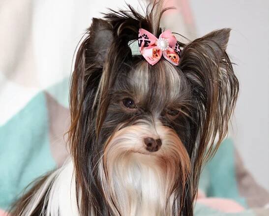 Biro Yorkshire Cookie - Home of Harmony Zucht für Biewer-, Biro-, Golddust-, Yorkshire Terrier