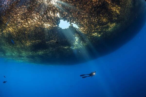 Sargasso Sea in the water