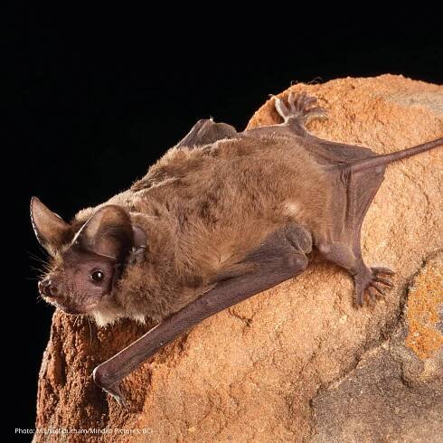 Have You Ever Heard a Bat? - Cloudbridge Nature Reserve in Costa Rica Reserva Natural en Costa Rica