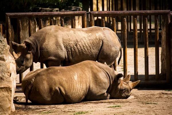 ZOO Dvůr Králové: Audience u lvího krále » evillina.com