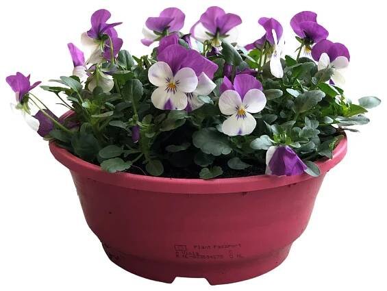 Violka rohatá (Viola cornuta) v květináči, různé barvy, 25 cm, pr.kv. cca 21 cm
