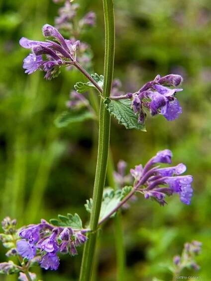 Šanta zkřížená Six Hills Giant (Nepeta x faasenii), lodyhy, stonky