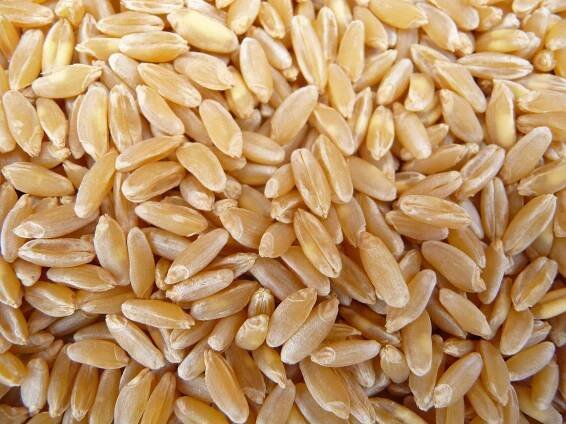 Wheat and Barley
