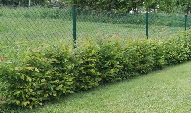 habr obecný - carpinus betulus