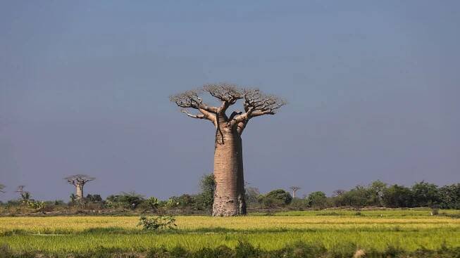 Baobab tree in Madagascar.
