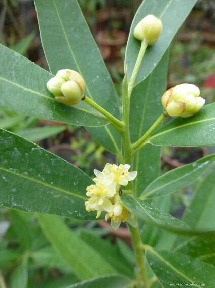 Okoličnatka kalifornská - Umbellularia californica