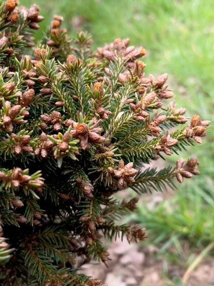 Smrk obecný 'Ohlendorffii' | Picea abies 'Ohlendorffii' P9 Výrobce Szkółka krzewów ozdobnych E.P. Burziwoda i Syn