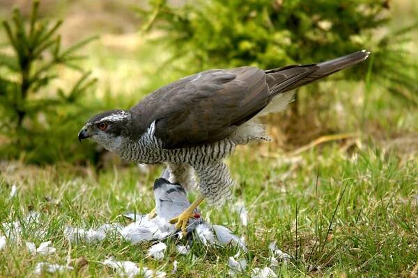 Accipiter gentilis - jestřáb lesní
