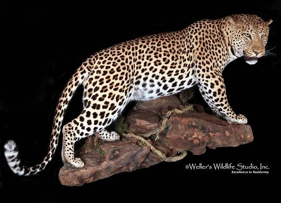 Wellers_Cats_Leopard_04032019