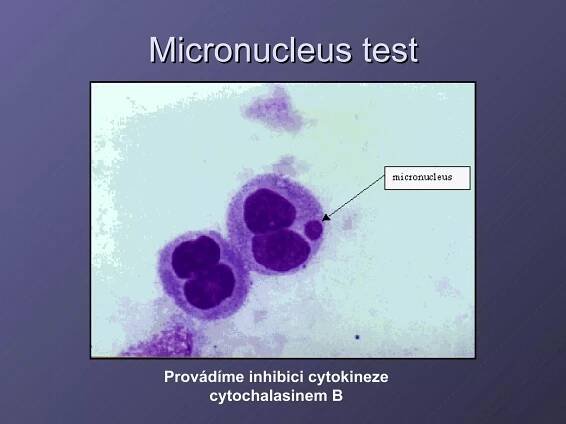 Micronucleus test Provádíme inhibici cytokineze cytochalasinem B 