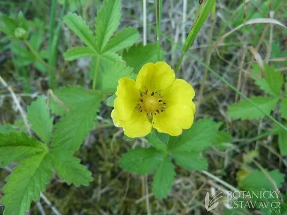 mochna plazivá (Potentilla reptans) | Petr Petřík | Autoři | iBotky.cz