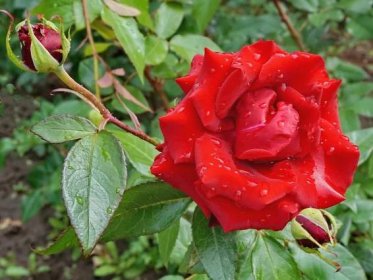 Popis parkových růží: zimovzdorné odrůdy, které nevyžadují úkryt, vlastnosti