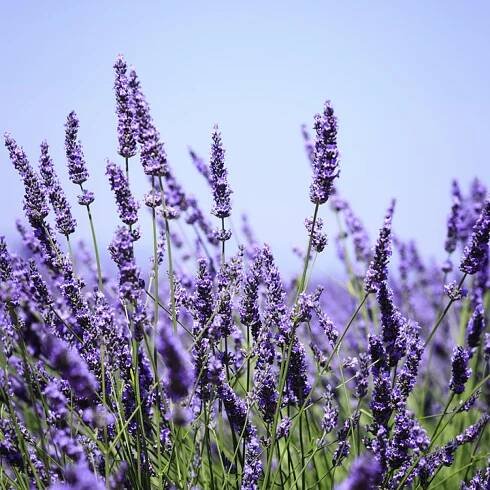lavender field