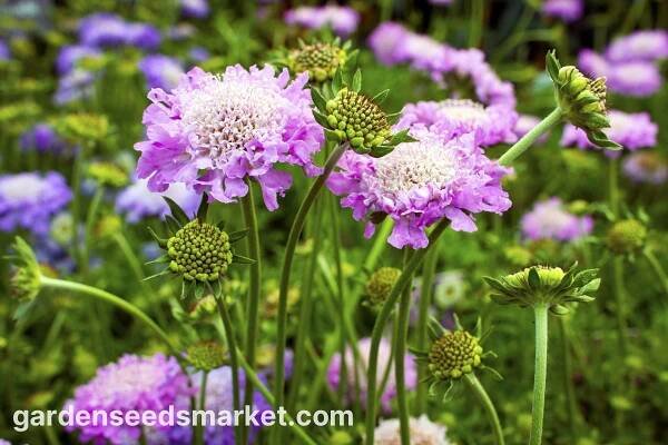 Kavkazský jehelníček - výběr odrůdy; jehelníček, kavkazská scabiosis - 21 semen - Scabiosa caucasica - semena – Garden Seeds