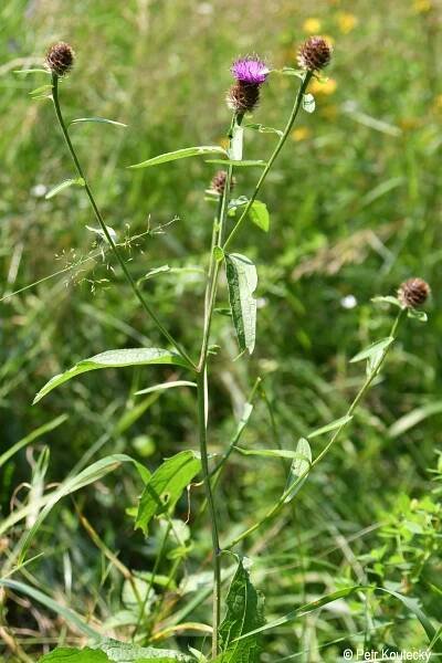 Centaurea nigra | Květena Šumavy