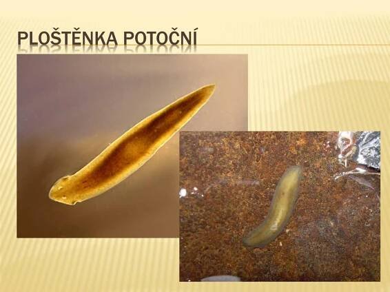 PPT - Ploštěnci ( plathelminthes ) PowerPoint Presentation, free ...