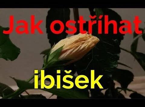 Domácí ibišek, jarní střih a množení