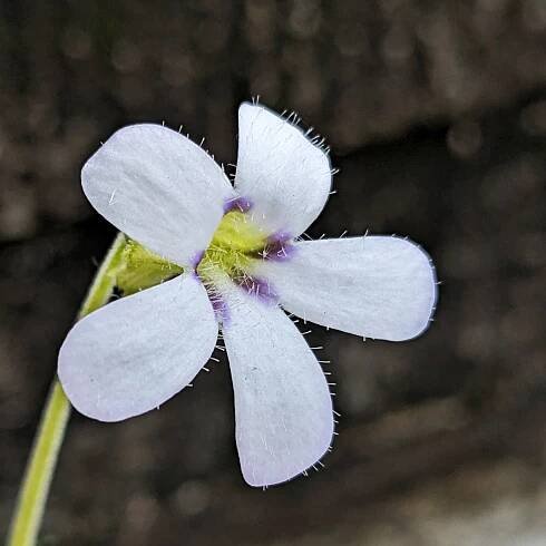 Pinguicula Agnata – Tödliche Fallen