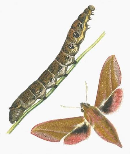 deilephila-elpenor.jpg
