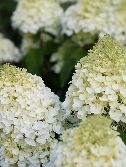 Hydrangea pan. Living Sugar Rush®