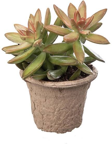 Giromagi Sukulent různé druhy výška 10-15 cm, pr. květináče 6,5 cm