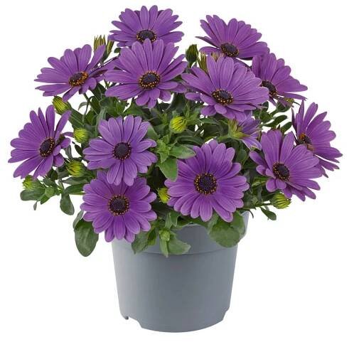 Osteospermum Ecklonis Dalina® Compact Lavender