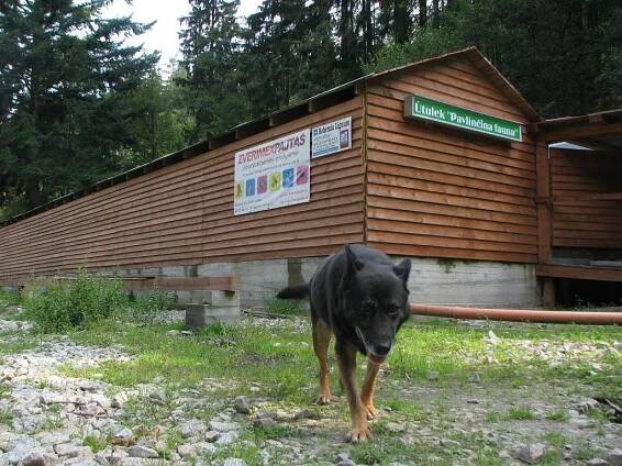 Psi v útulku nemusí strádat zimou, kotce budou vytápěné