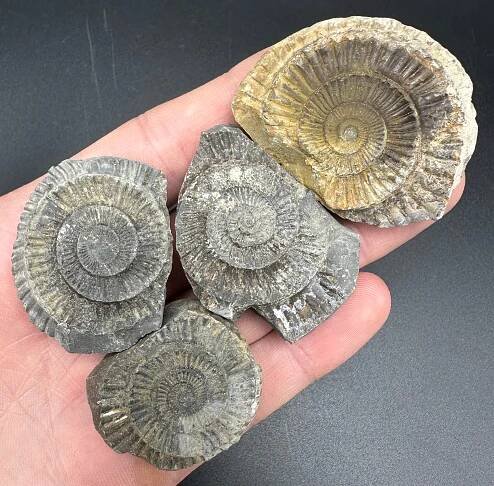 Dactylioceras imprint (negative) bundle ammonite shell fossil with box - Whitby, North Yorkshire, Yorkshire Fossils