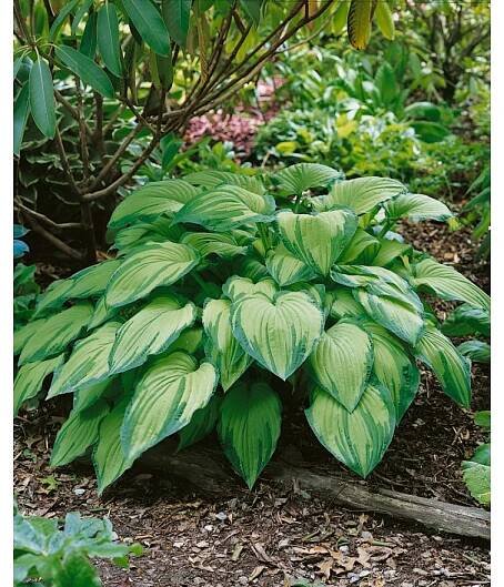 Bohyška (Hosta) ' Albopicta' - Zahradní centrum 