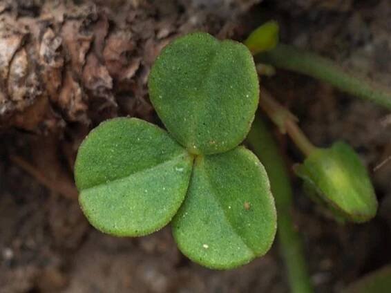 Oxalis megalorrhiza